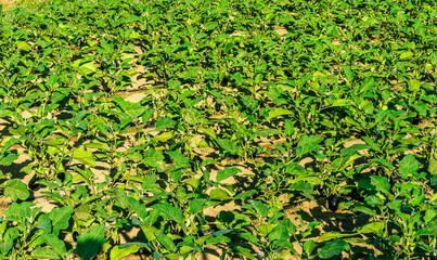 beautiful farmland landscape with green rows of plants and vegetables on a spring or summer farm field , rural natural background