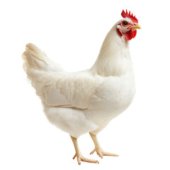 Fototapeta premium white chicken standing upright with red comb and wattles, showcasing its feathers and posture. This bird represents farm life and poultry farming