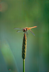 Dragonfly perched on a reed by a tranquil pond