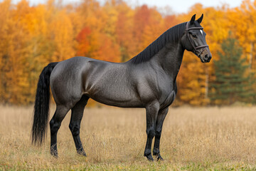 Fototapeta premium A Gotland horse in a field, sleek and graceful, natural setting