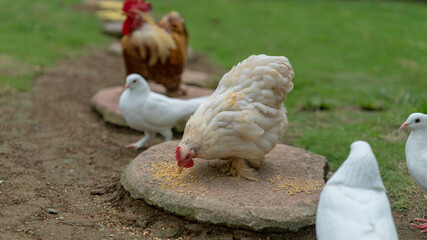 Poultry Feeding Time: Chicken Rooster and Doves in a Backyard Scene