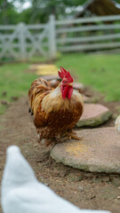 Proud Rooster Strutting on Farm Path Amidst Tranquil Countryside Scene