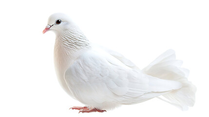 Naklejka premium Elegant white dove in pure background nature photography serene environment isolated viewpoint symbolizing peace and purity