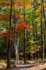 Obraz premium Colors of autumn, colorful leaves on trees in the forest.