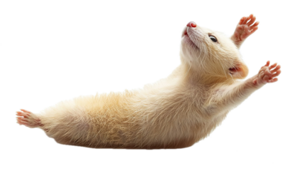 Playful ferret stretching in bright studio animal photography captivating close-up whimsical environment unique perspective
