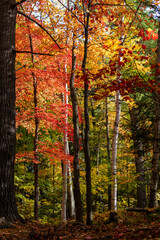Colors of autumn, colorful leaves on trees in the forest.