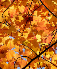 Colors of autumn, colorful leaves on trees in the forest.