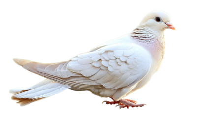 Graceful white pigeon walking outdoors wildlife photography natural habitat close-up perspective serene environment
