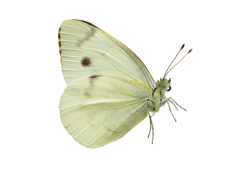 Isolated Delicate White Cabbage Butterfly
