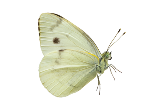 Isolated Delicate White Cabbage Butterfly