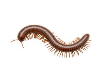 Isolated Brown Millipede with Many Legs