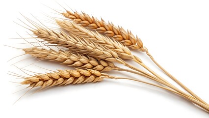 wheat ears isolated on white