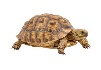 Obraz premium Isolated African Spurred Tortoise, Side View