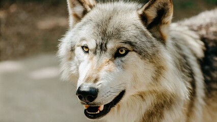 Obraz premium gray wolf portrait