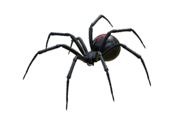 Isolated Black Widow Spider with Red Marking