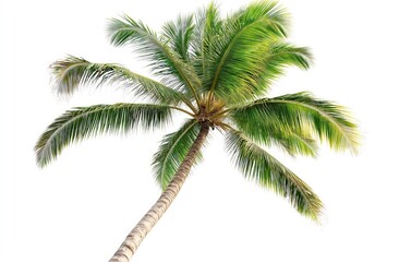 Palm Paradise: A vibrant image of a standalone palm tree, its lush green fronds radiating freshness and vitality, isolated against a clean background, conveying tropical vibes
