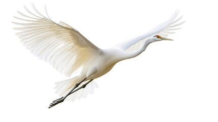 Fototapeta premium Graceful flight of a crane natural habitat wildlife photography open air aerial view elegance in motion