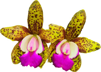 orchid yellow25
