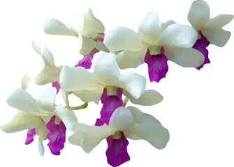 orchid white35 © rachadaporn