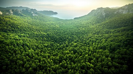 Fototapeta premium Lush Green Forest Meets Azure Sea Aerial Nature Panorama