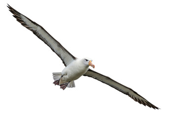 Isolated Albatross Flying with Open Wings