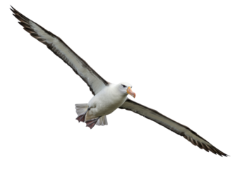 Isolated Albatross Flying with Open Wings