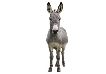 Isolated Close-Up of a Gentle Gray Donkey Standing