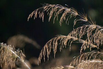 The dried grasses within the forest