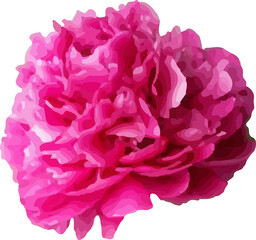  pink peony flower blooming vector14
