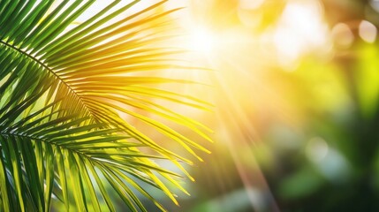 Obraz premium Bright Sunlight Through Lush Green Palm Leaves in Tropical Environment