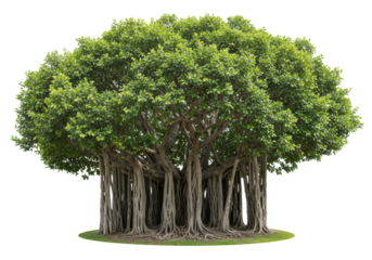 Isolated Grand Banyan Tree with Extensive Aerial Roots and Lush Green Canopy