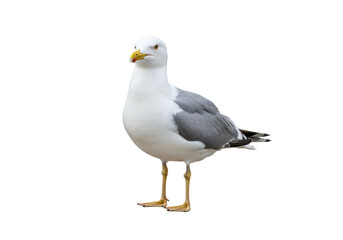 Fototapeta premium Isolated Peaceful Seagull Standing on the Ground