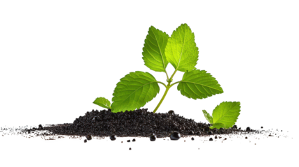 A new beginning, tiny plant emerges from the soil, symbolizing growth, nature and the cycle of life.