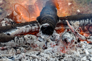 Charred logs crackle among glowing red embers, creating a warm and mesmerizing scene of a campfire. The flames flicker gently, casting a soft orange glow over the ashen wood.
