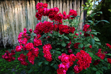 Red roses garden on a blurry background