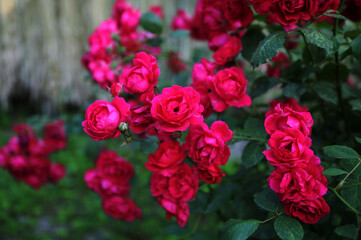 Red roses garden on a blurry background