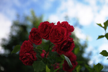 Red roses garden on a blurry background