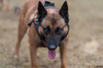 german shepherd portrait