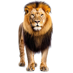 Fototapeta premium le roi lion, roi de la savane