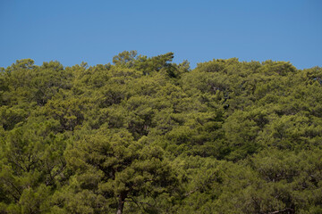 Obraz premium Pine trees and blue sky