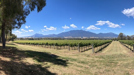 Obraz premium A panoramic view of a vineyard with rows of grapevines and a distant mountain range