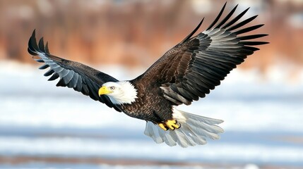 Fototapeta premium Majestic Bald Eagle in Flight over Snowy Lake