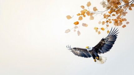 Fototapeta premium Majestic Bald Eagle Soaring Autumn Leaves Wildlife Photography