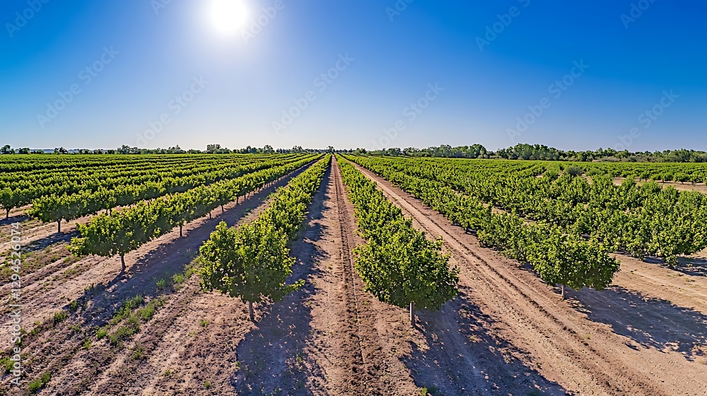 Poster a panoramic view of an orchard with rows of apple trees in full bloom