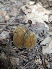 Mushroom Boletus erythropus in a dry mixed forest