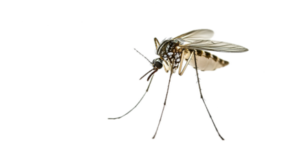 Mosquito biting human urban area wildlife photography close-up natural environment insect behavior