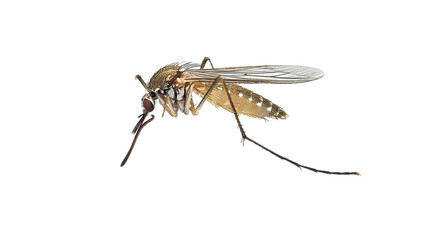 Fototapeta premium Mosquito behavior exploration natural habitat macro photography close-up insect anatomy environmental impact