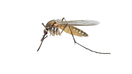 Mosquito behavior exploration natural habitat macro photography close-up insect anatomy environmental impact