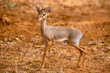 Dik dik de Kirk, Madoqua kirkii, Afrique de l'Est