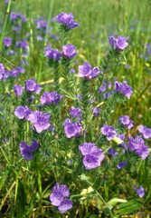 Vipérine commune, Echium vulgare